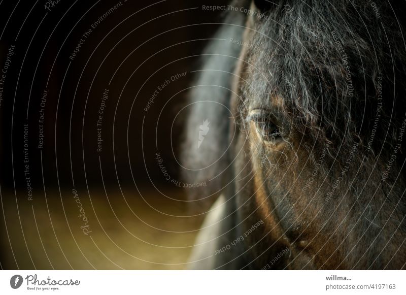Pferd mit Dauerwelle, nach dem Regen Pferdeauge Auge Kopf braun Mähne Tier Nutztier Blick Teilansicht Textfreiraum