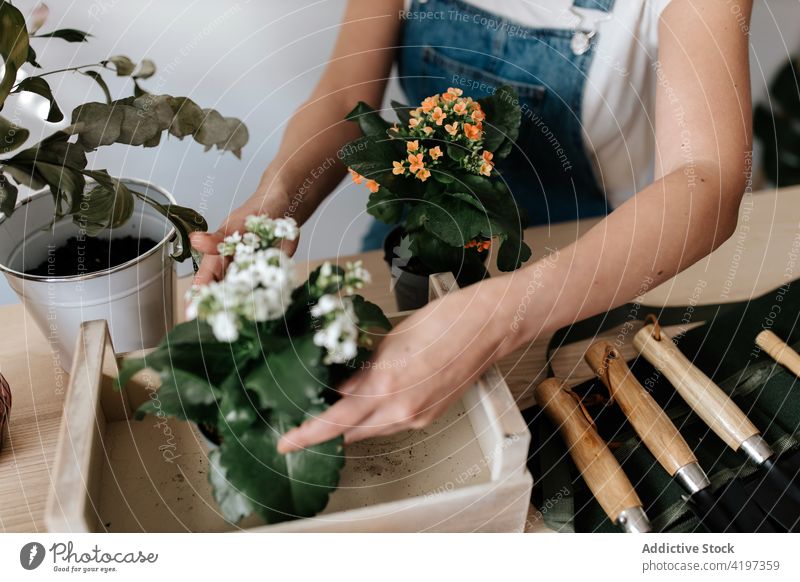 Anonymer Gärtner mit verschiedenen blühenden Pflanzen zu Hause Blume Botanik kultivieren Hobby Frau Porträt heimwärts feminin hölzern Kasten sortiert vegetieren