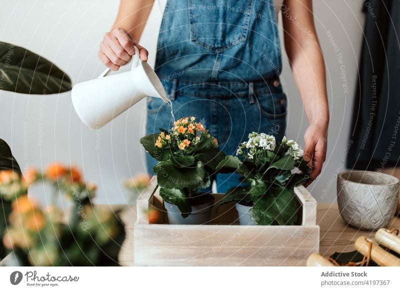 Gärtnerin bewässert blühende Pflanzen aus einer Kanne zu Hause Wasser Blume Blütezeit Botanik kultivieren Kannen fließen Frau Flora hölzern Kasten üppig (Wuchs)