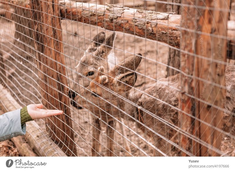 Menschliche Hand und zwei Rehe. Sie schauen durch den Zaun. Wildtiere werden behandelt und angepasst. menschliche Hand Rogen Hirsche europäisches Rehwild schön