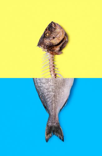 Essen von Fisch Konzept. Roher Fisch und Fischskelett Fotomontage. oben Tier Hintergrund zweifarbig blau Knochen Wandel & Veränderung Klimawandel Collage Farbe