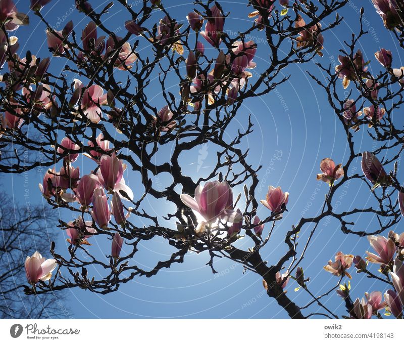Zweige und Blüten Magnolienblüte Blühend Zierpflanze Ziergehölze Idylle weiß rosa reich positiv natürlich schön hoch elegant Wachstum leuchten Duft