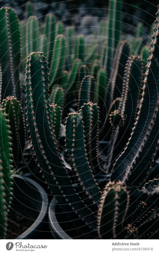 Grüne Kakteen in Töpfen im Gewächshaus Spitze Topf kultivieren Sukkulente exotisch Pflanze eingetopft Gartenbau Hintergrund Wachstum wachsen piecken Flora