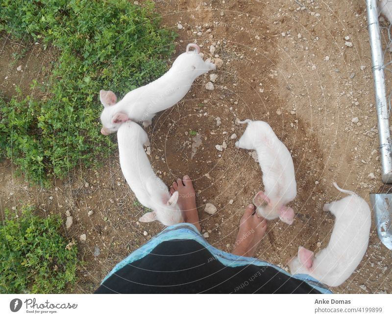 Ferkelchen Tiere Farm Natur Schweine Baby fuesse