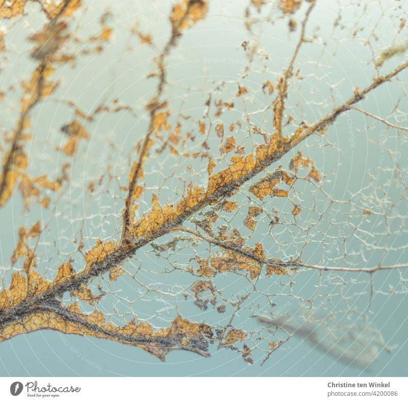 Makroaufnahme eines fast zersetzten orangefarbenen Herbstblattes mit zartblauem Hintergrund Blatt Vergänglichkeit zersetzen Natur herbstlich Herbstlaub