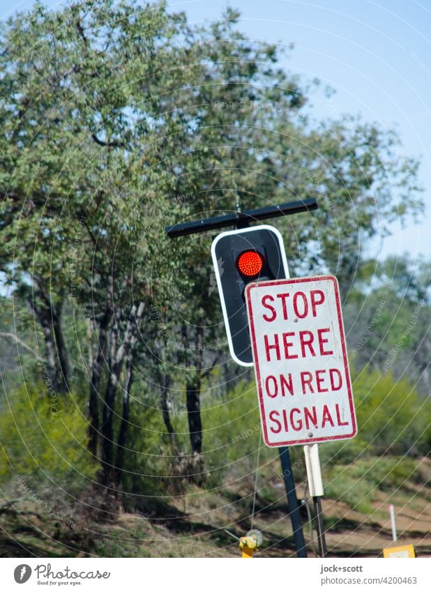 STOP HERE ON RED SIGNAL Australien Buschland Baum exotisch Rote Ampel Verkehrsschild Verkehrszeichen Englisch warten Signal leuchten Natur Sicherheit