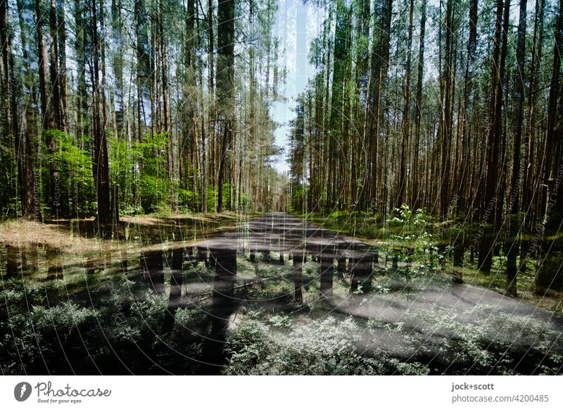 doppelt ruhige Straße durch den dichten Wald Müritz-Nationalpark abstrakt Nadelbäume Natur Naturschutzgebiet Umwelt Doppelbelichtung Nadelwald Monokultur