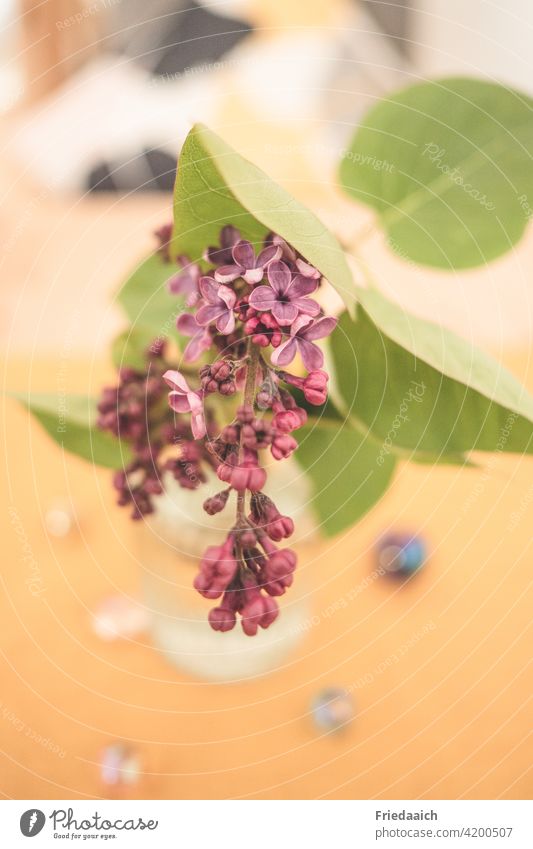 Blühender Fliederzweig in Glasvase auf orange-gelbem Untergrund Blüte Farbfoto violett Schwache Tiefenschärfe Nahaufnahme Makroaufnahme Duft Frühling Pflanze