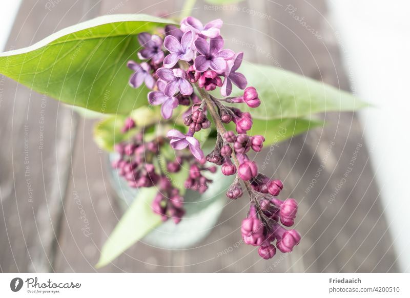 Blühender Fliederzweig im Glasväschen auf alten Holzbrettern mit schwacher Tiefenschärfe lila Mai duftend Frühling Frühlingsgefühle violett natürlich