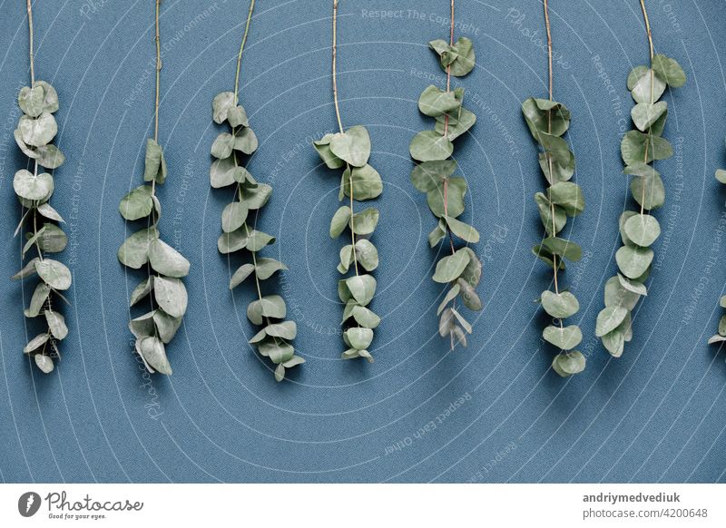 Eukalyptuszweige auf blauem Hintergrund, Ansicht von oben. Dekor Text Kopie Kreativität 2020 Raum Kunst Natur schön Schönheit Ast klassisch Nahaufnahme Farbe