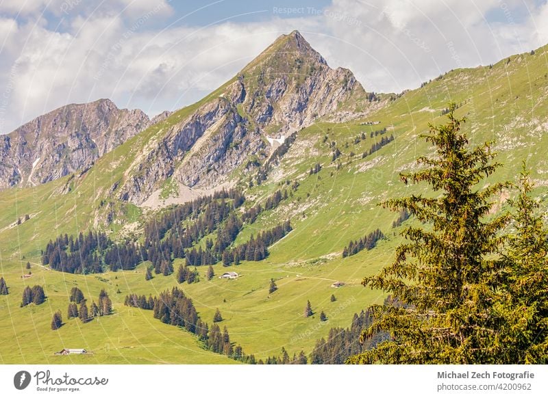 Blick auf die schönen Schweizer Alpen Sonnenuntergang Top weiß Hügel Reiseziel Gras Bäume malerisch Panorama Klettern laufen panoramisch Wälder riesig Cloud