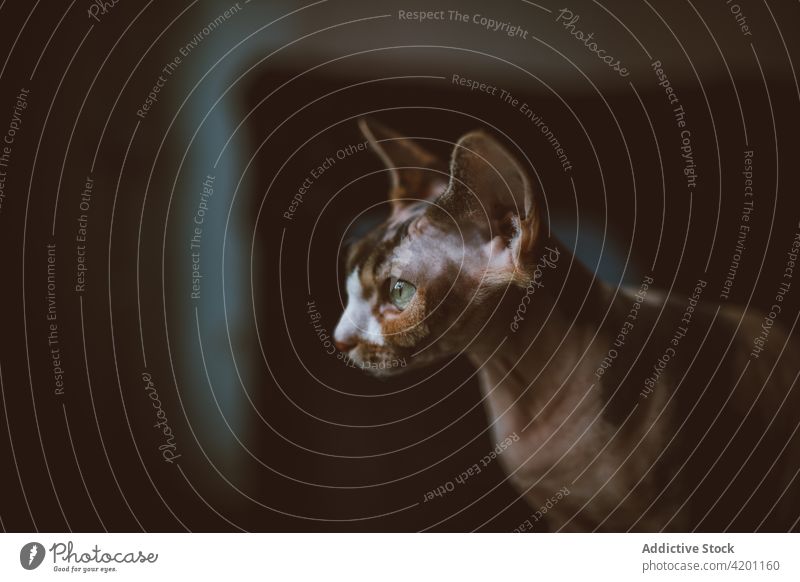 Sphynx-Katze mit großen Ohren bei Tageslicht sphynx katzenhaft Tier Haustier Säugetier Maul Fleischfresser achtsam Porträt bezaubernd braun Farbe Mantel weiß