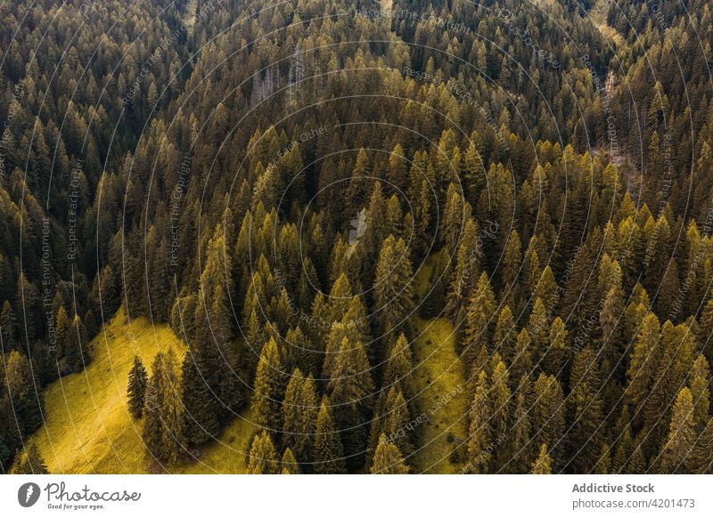 Nadelwälder in bergigem Gelände Wald nadelhaltig Berge u. Gebirge grün Baum Wälder Immergrün Waldgebiet Tanne Flora üppig (Wuchs) Ambitus Italien Dolomiten