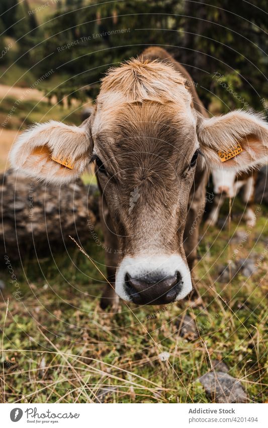 Bauernhofkuh auf der Weide Kuh weiden heimisch Tier Tag Ohr Maul Ackerbau braun Italien Dolomiten Natur Rind Säugetier Viehbestand Kopf ländlich Gras Hügel