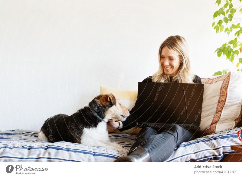 Fröhliche Frau mit Laptop streichelt Foxterrier auf dem Bett Fox-Terrier Hund Kraulen freie Zeit Wochenende Beine gekreuzt ruhen heimwärts Gerät Apparatur