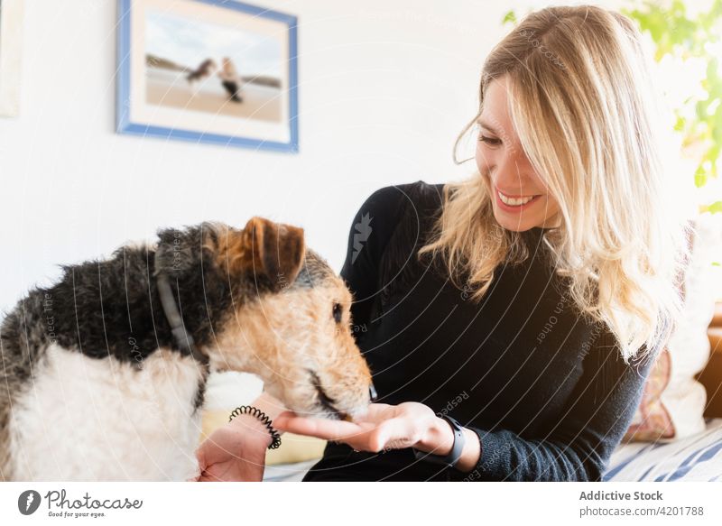 Lächelnde Frau im Umgang mit Foxterriern zu Hause Streicheln Fox-Terrier Hund Eckzahn Säugetier Haustier freundlich heimisch Porträt genießen Maul Kraulen