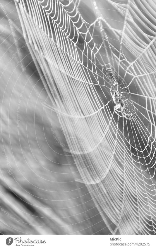 Spiderman - Spinne im Netz schwarzweiss Spinnennetz Makroaufnahme Nahaufnahme Wassertropfen Natur Tau Tropfen Außenaufnahme nass Netzwerk Detailaufnahme Morgen