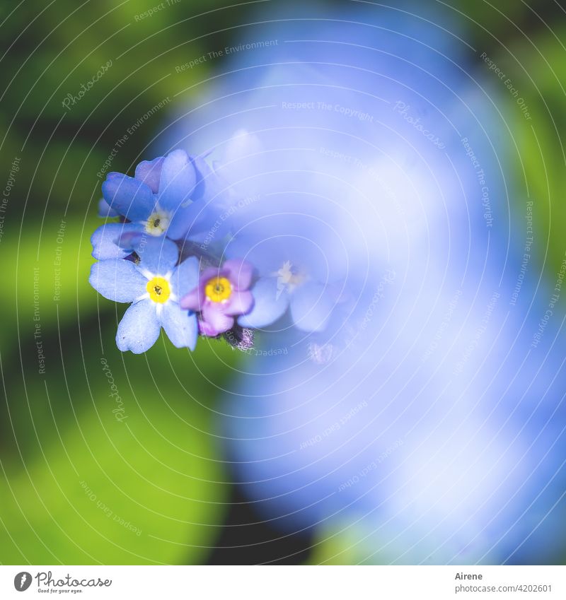 Blümelein fürs Mütterlein Vergissmeinnicht Blume blau Mai Frühling Muttertag Blumenstrauß Garten Blumenbeet gelb grün frisch blühen blühend Wiese Wildblume