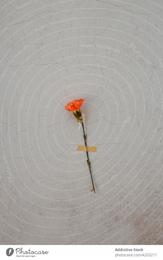 Zarte Nelke an die Wand geklebt Blume Blütenblatt Aufkleber Zusammensetzung kreativ filigran geblümt hell Symbol Blütezeit Zeichen Dekoration & Verzierung