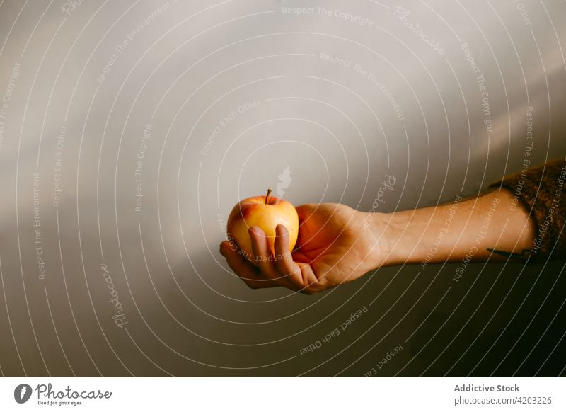 Unerkennbare Person hält reifen Apfel auf grauem Hintergrund Fliege Lebensmittel lecker natürlich Vitamin Ernährung feiern geschmackvoll frisch essbar ganz roh
