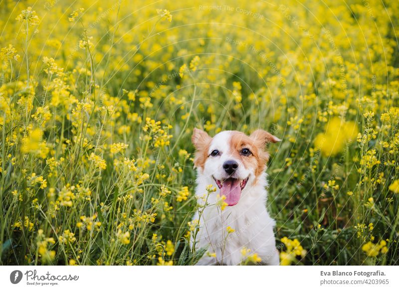 niedlichen kleinen Jack Russell Hund sitzen im Freien in gelben Blumen Wiese Hintergrund. Frühling, glücklich Haustiere in der Natur jack russell Spaß Land