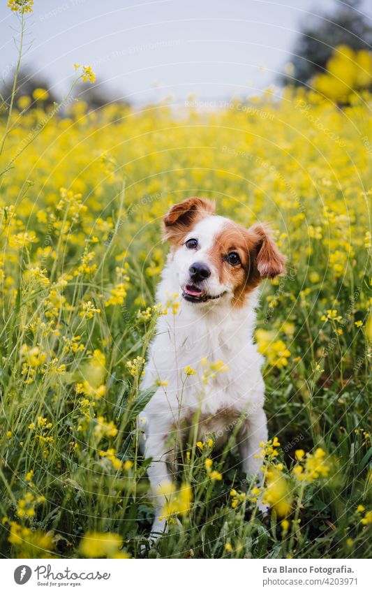 niedlichen kleinen Jack Russell Hund sitzen im Freien in gelben Blumen Wiese Hintergrund. Frühling, glücklich Haustiere in der Natur jack russell Spaß Land
