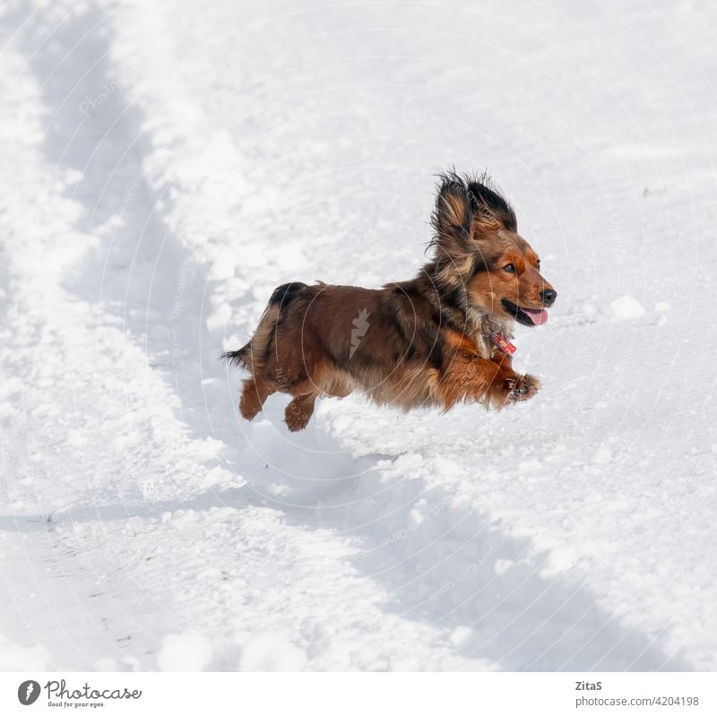 Langhaariger Dackel Hund springt in den Schnee niedlich züchten langhaarig langhaariger Dackel Wursthund Hündchen Welpe aniimal Haustier braun Winter springend