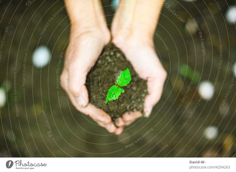 Sprössling in den Händen halten Natur naturverbunden Wachstum Erde Leben nachhaltig wachsen Entwicklung Naturliebe Pflanze Garten Umwelt Hand