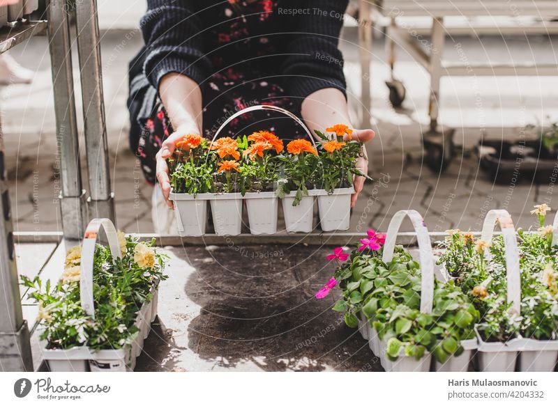 Frau hält Töpfe mit kleinen frischen Blumen schön Blüte kaufen Pflege Kaukasier Zentrum Wahl auserwählend wählte Nahaufnahme farbenfroh wirtschaftlich Kunde