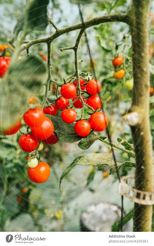 Rote Kirschtomaten an einer Pflanze in der Natur Gemüse Gartenbau kultivieren vegetieren Produkt natürlich organisch Landschaft Schonung Ackerland dünn Vorbau