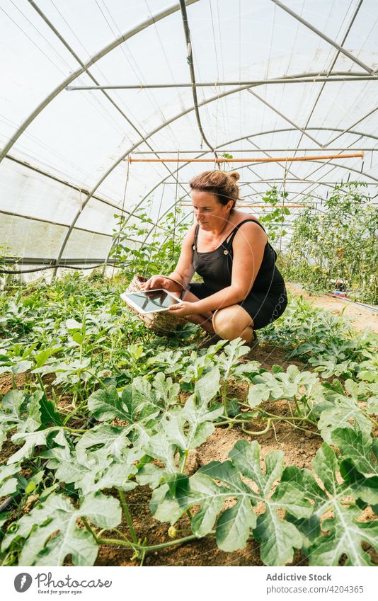 Landwirt mit Tablette gegen Grünpflanzen im Gewächshaus Schonung Gartenbau kultivieren Suche Browsen schwarzer Bildschirm Arbeit vegetieren Frau Surfen