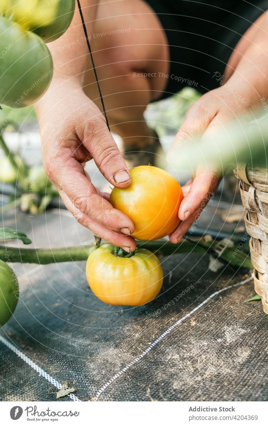 Gärtnerin pflückt Tomate von Pflanze bei Weidenkorb pflücken Ernte Gemüse Gartenbau Vitamin natürlich Frau frisch Schonung Landwirt kultivieren organisch