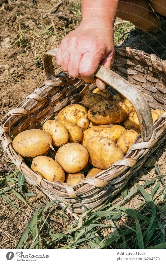 Gesichtsloser Erntehelfer mit Kartoffeln im Strohkorb auf einem Acker Erntemaschine Korb Gemüse natürlich Produkt Bestandteil organisch Ackerland Gärtner