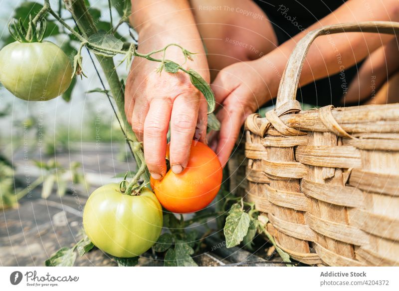 Gärtnerin pflückt Tomate von Pflanze bei Weidenkorb pflücken Ernte Gemüse Gartenbau Vitamin natürlich Frau frisch Schonung Landwirt kultivieren organisch