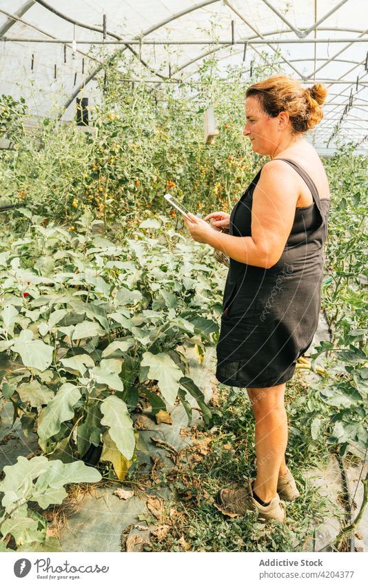 Landwirt mit Tablette gegen Grünpflanzen im Gewächshaus Schonung Gartenbau kultivieren Browsen schwarzer Bildschirm vegetieren Frau benutzend Apparatur Gerät