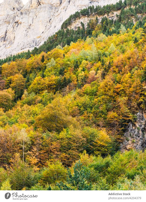 Landschaftlicher Blick auf den Wald im Hochland Berge u. Gebirge Wälder Baum farbenfroh Park national Pyrenäen Huesca Spanien spektakulär malerisch