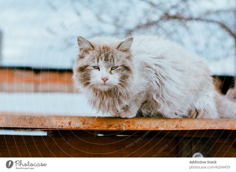 Niedliche Katze auf dem Dach liegend Lügen Zaun Himmel katzenhaft Natur Haustier fluffig Fell niedlich pelzig Tier Säugetier ländlich heimisch Windstille