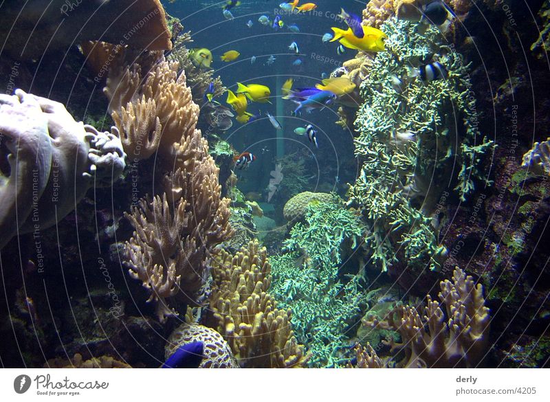 Unterwasser Welten Zoo Verkehr Fisch Unterwasseraufnahme