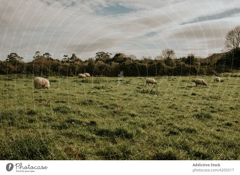Schafherde weidet auf einer Wiese an einem sonnigen Tag Herde Weide üppig (Wuchs) weiden Schwarm Landschaft Natur Feld grün Säugetier Ackerland Grasland