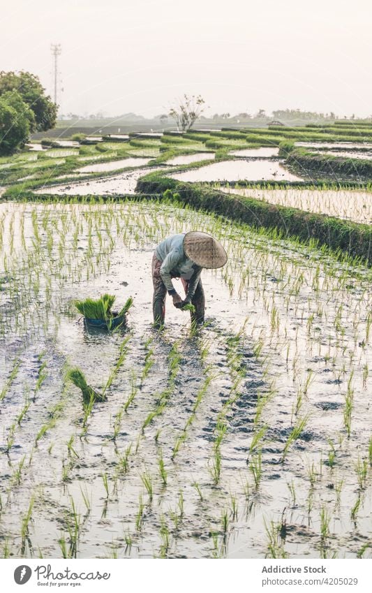 Ein Arbeiter arbeitet in einem Reisfeld Pflanze grün Bauernhof Ackerbau Männer Arbeitnehmer Arbeitskräfte Feld Natur Landschaft Lebensmittel Ernte Hintergrund