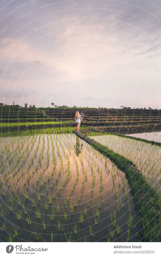 Blonde Frau steht in einem Reisfeld in Kajsa Pflanze grün Bauernhof Ackerbau Feld Natur Landschaft Lebensmittel Ernte Hintergrund Asien Thailand im Freien
