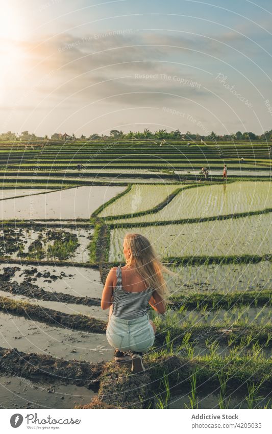 Blonde Frau steht in einem Reisfeld in Kajsa Pflanze grün Bauernhof Ackerbau Feld Natur Landschaft Lebensmittel Ernte Hintergrund Asien Thailand im Freien