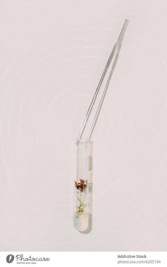 Von oben Pinzette und Glaskolben mit Pflanzen in Reihen auf weißem Tisch für biotechnologische Experimente angeordnet Biotechnologie Flasche Biologie Instrument