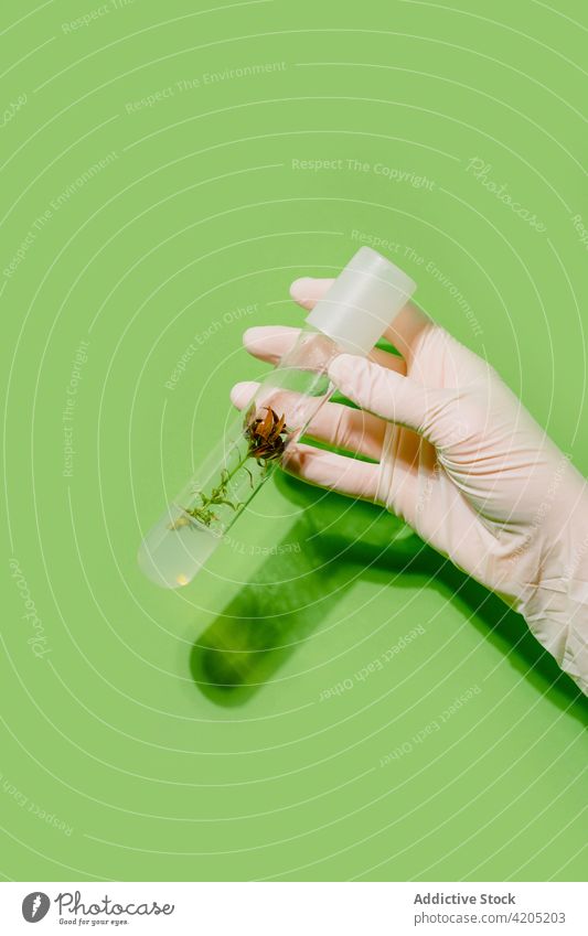 Pflanzenbiologe mit Pflanze im Kolben Biologe Tube Biologie grün Flasche Wissenschaftler natürlich Biotechnologie Atelier Kunststoff durchsichtig frisch hell