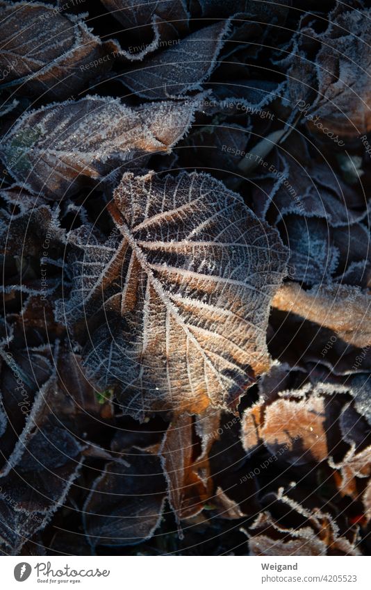 Blatt mit Eis im Winter Advent draußen Meditation Ruhe Frost kalt Reif Raureif Baum Laub Morgenlicht Sonne