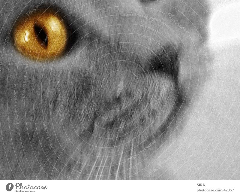 Yellow eye Katze Kartäuser Auge