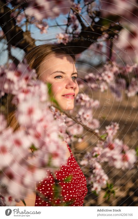 Blonde Frau mit langen Haaren posiert unter einem blühenden Mandelbaum Park Blüte Frühling Natur schön Baum Behaarung blond Überstrahlung Blume Mädchen jung