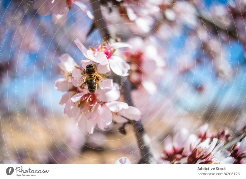 Biene bestäubt Blüte auf blühendem Mandelbaum Blume Baum bestäuben Nektar Frühling Insekt Natur Flora Angebot süß Blütezeit Entomologie Garten sonnig vegetieren