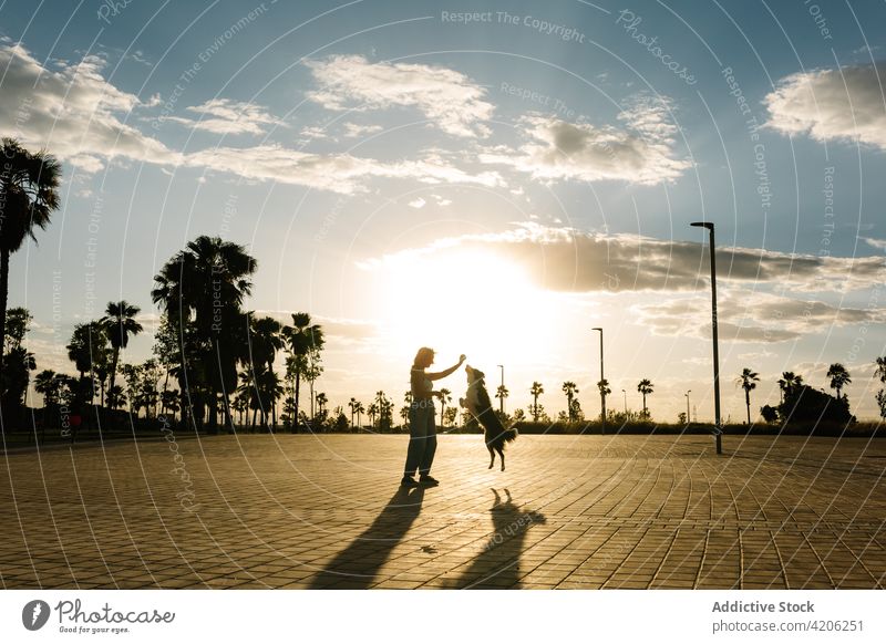 Frau spielt mit Hund auf der Straße spielen Ball Silhouette Border Collie spielerisch Spiel Tier lustig Sonnenuntergang Besitzer Sommer Zusammensein Glück loyal
