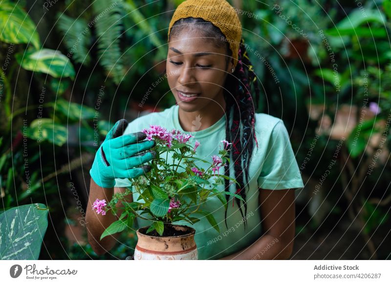 Ethnische Frau pflanzt Blumen in Töpfen im Gewächshaus Gärtner Pflanze Pflege schaufeln Rastalocken Glück Boden Hippie Topf ethnisch rastafarian schwarz Hobby
